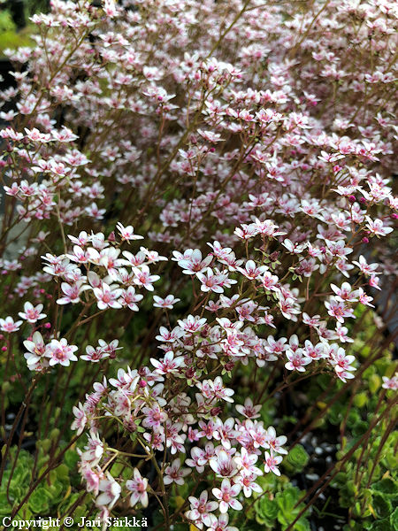 Saxifraga 'Rainsley Seedling', tarharikko